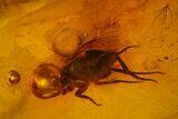 Four Detailed Fossil Flies (Diptera) And A Leaf In Baltic Amber #183558-1
